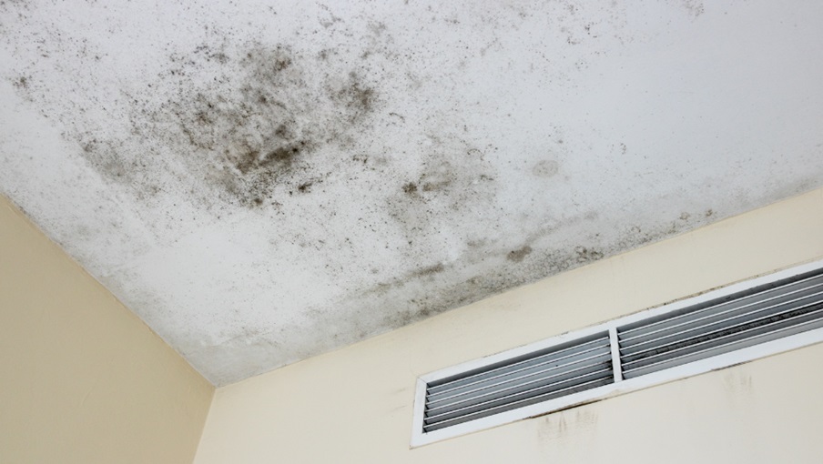 Seasonal Mold Issues and How a Mold Specialist Can Address Them